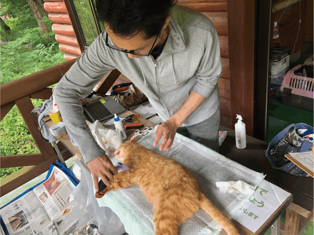 不妊去勢手術された猫の毛をとかす目黒の写真