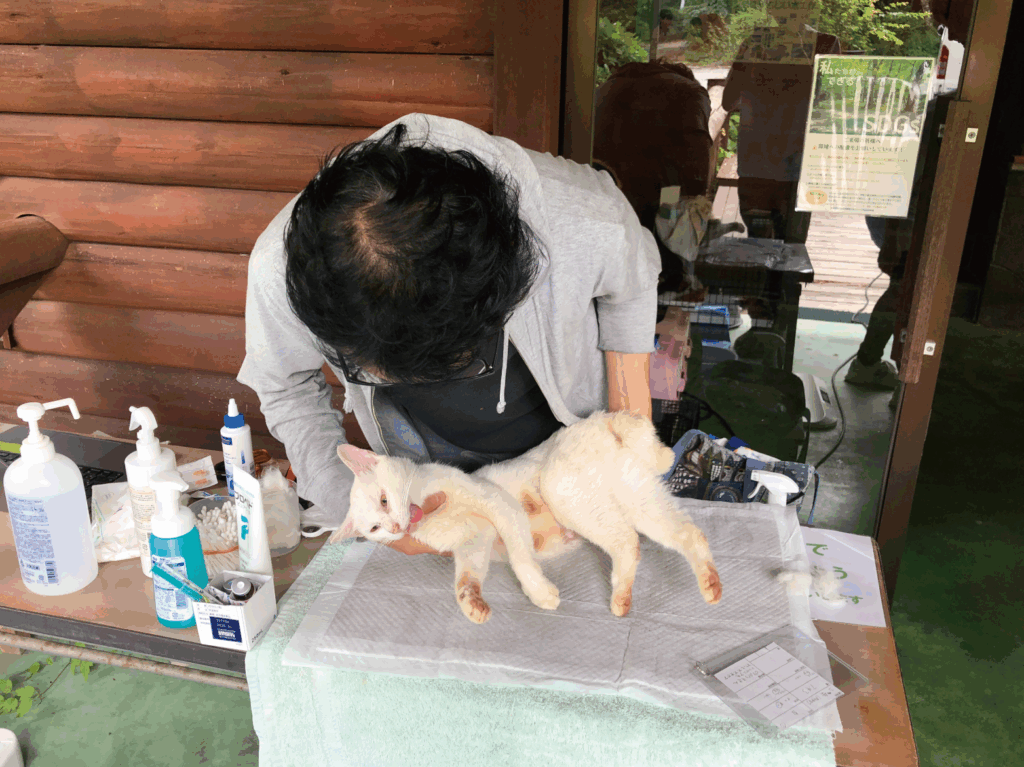 不妊去勢手術をされたネコを抱き抱える目黒の写真