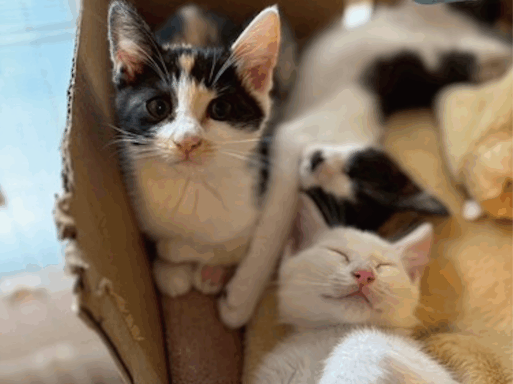 子猫の写真:三毛、白黒、白