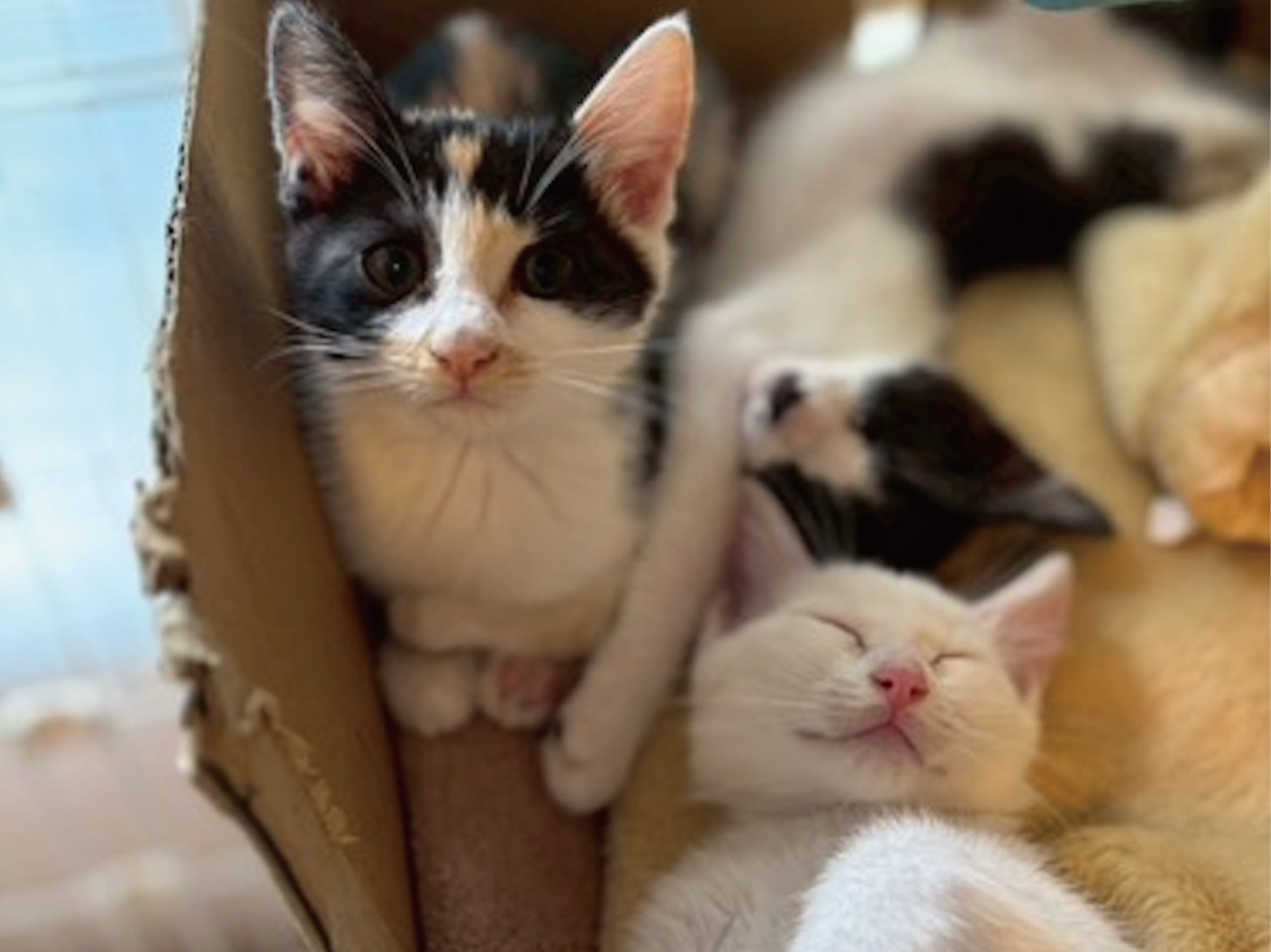 子猫の写真：三毛、白黒、白