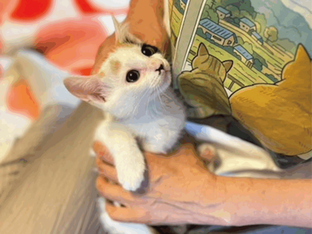 子猫の写真:三毛