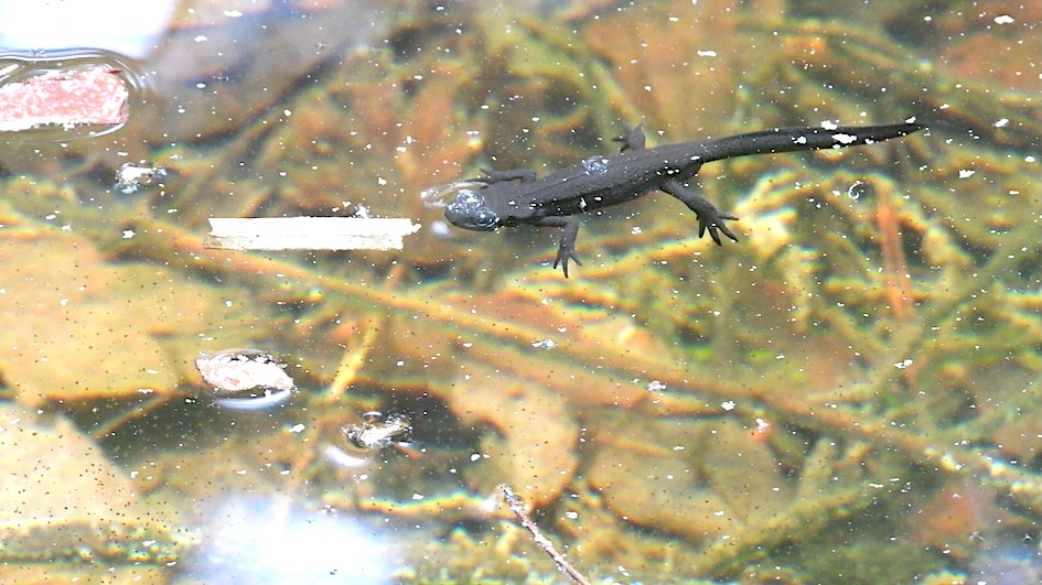 アカハライモリ