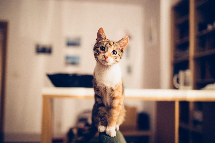猫一人の写真