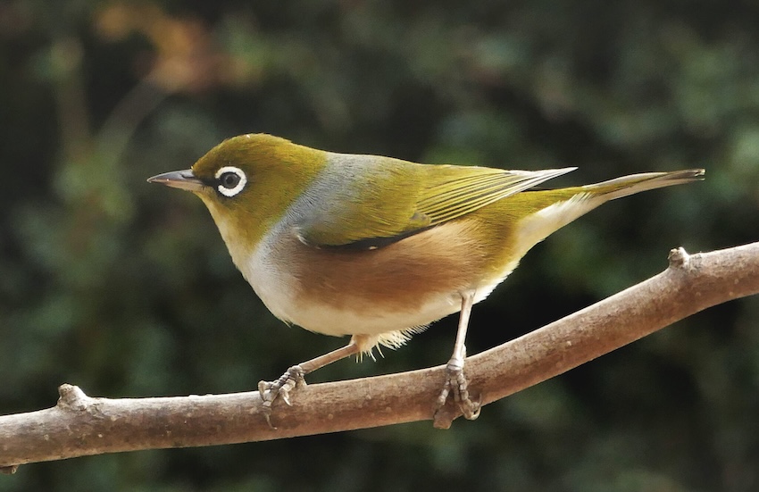 鳥の写真(メジロに似てる)