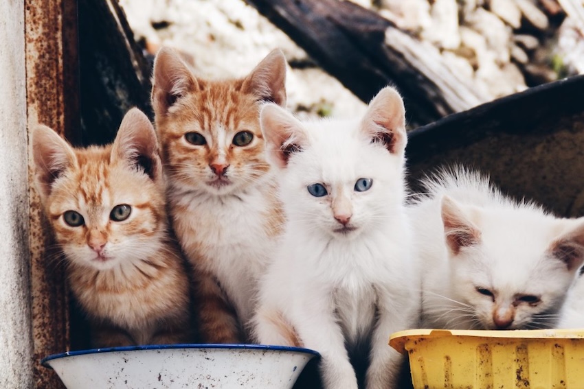 猫4人の写真